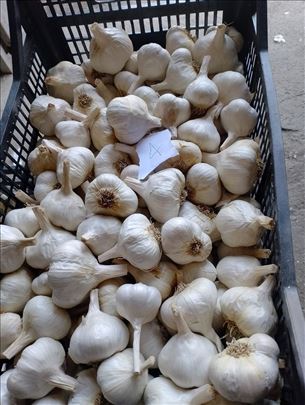 Beli luk domaći 