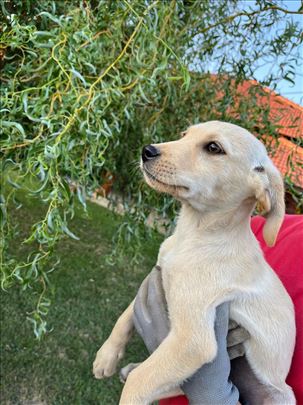 Labrador retriver, štene