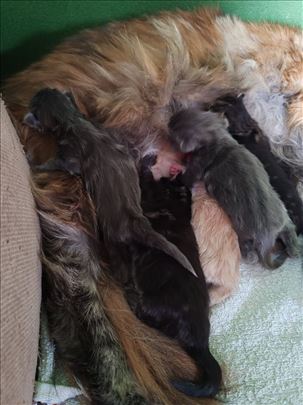 Maine Coon, macici!