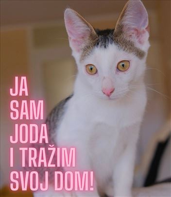Mače traži dom
