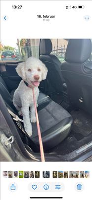 Poklanjam lagato romanjolo