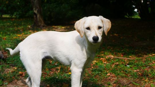 Poklanjam štence za udomljavanje