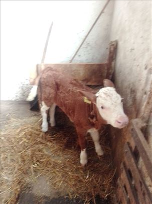 Prodajem tele staro 20dana