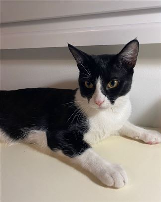 Crno-belo mače na poklon