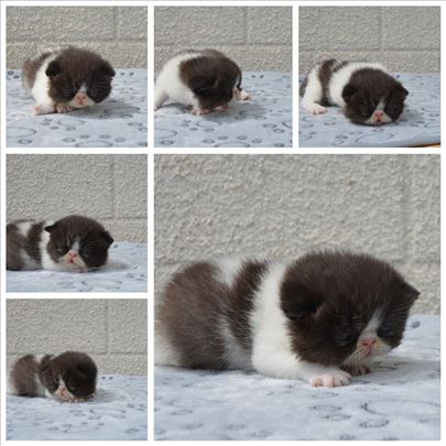 Fantastično exo mace