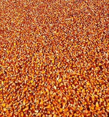 Kukuruz na prodaju rod 2025