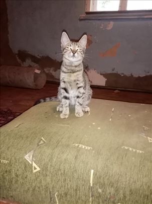 Poklanja se mala,pitoma,umiljata,draga maca