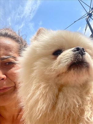 Pomeranski špic, mlad pas