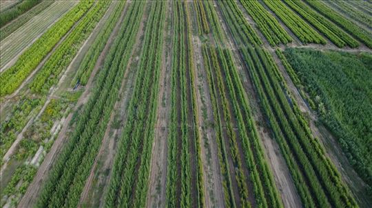 Prestiž Plant Nursery