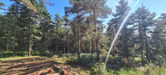 Divčibare, zemljište 2.2ha, ID 24796