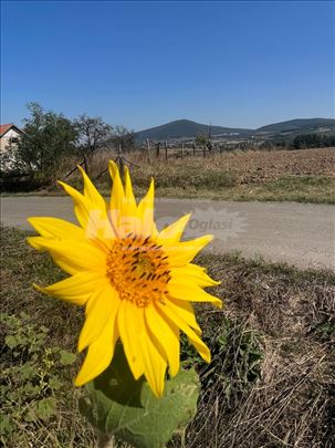 Parče raja od Kosmaja. Pogled,pogled,pogled