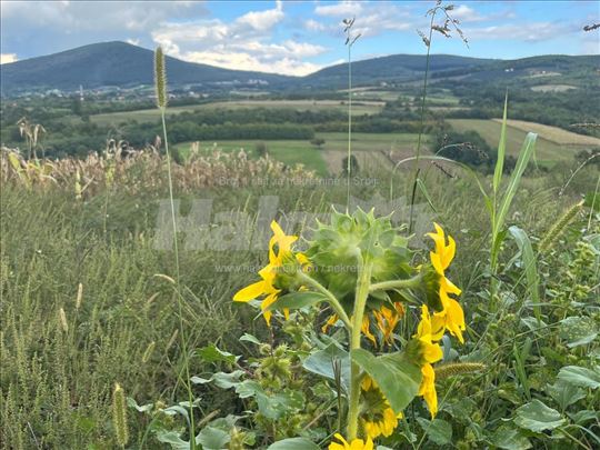 Parče raja od Kosmaja. Pogled,pogled,pogled