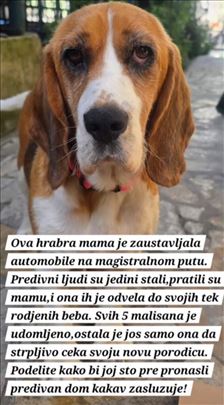 Prelepa ženka bigla traži dom