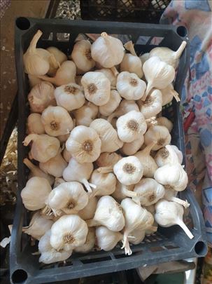 Domaći beli luk "jesenjak"