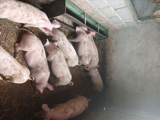 Prasici na prodaju preko 20 kg ekstra kvalitet