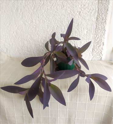 Tradescantia Pallida - ljubičasta lozica