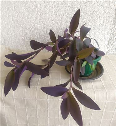 Tradescantia Pallida - ljubičasta lozica