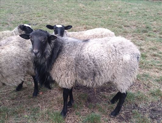 Umaticen Romanovski ovan 2.5g