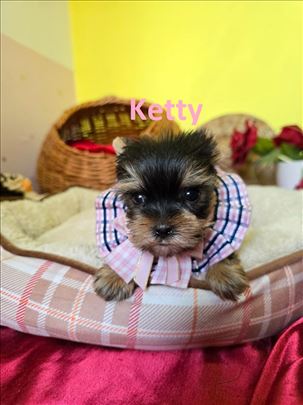 Mini Jorkširski terijeri jorki, ženka Ketty