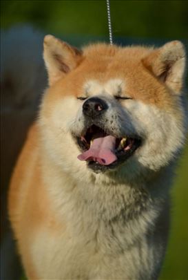 Parenje japanska akita inu šampion