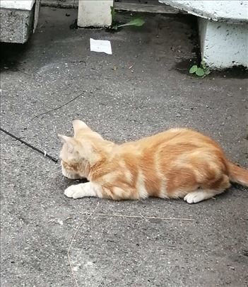Poklanjamo umiljate mačiće i mačke, vakcinisane