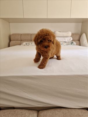 Toy pudle