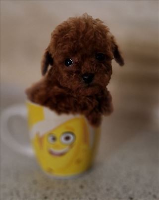Toy pudle