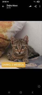 Evropska , mače