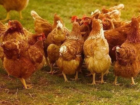 Koke nosilje besplatna dostava u celoj Srbiji
