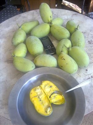 Pocela jesenja prodaja dvogodisnjih sadnica banane