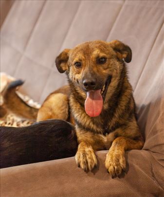 Jova psic mesanac trazi dom