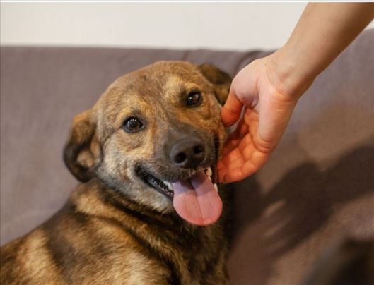 Jova psic mesanac trazi dom