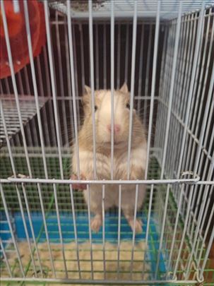 Degu veverica - na poklon!