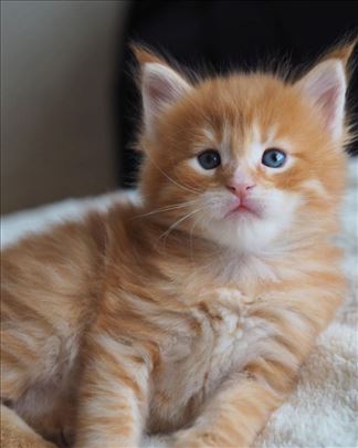 Maine Coon , mače