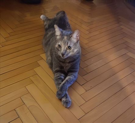 Mara nestvarno lepa umiljata maca macka trazi dom