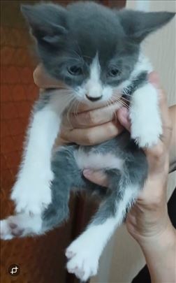 Medeno sivo belo malo mače trazi dom, macak Bobi