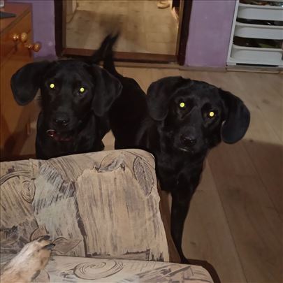 Pako i Dzoli
