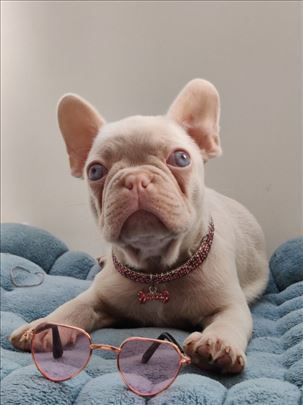 Pink Francuski buldog, štenci