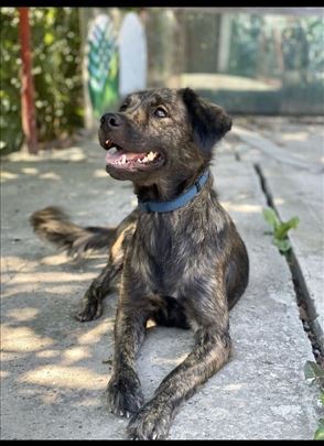 Zaza