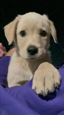 Labrador retriver, štene
