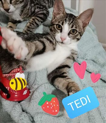 Predivno zensko mače Tedi trazi svoj dom