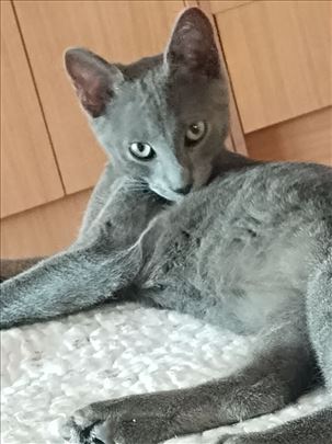 Ruska plava, mlada mačka