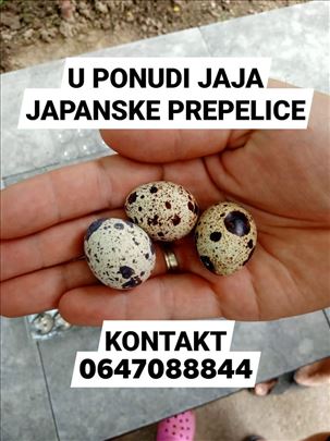 JAJA JAPANSKE PREPELICE