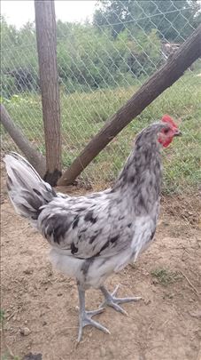 Petlovi