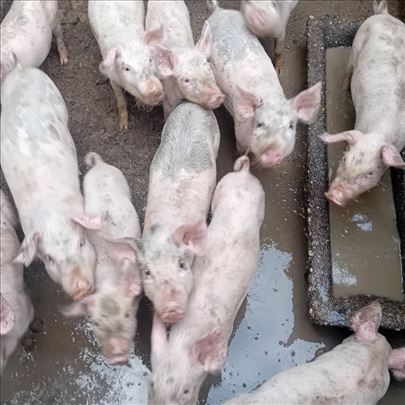 Prasici na prodaju