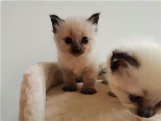 Ragdoll , mače