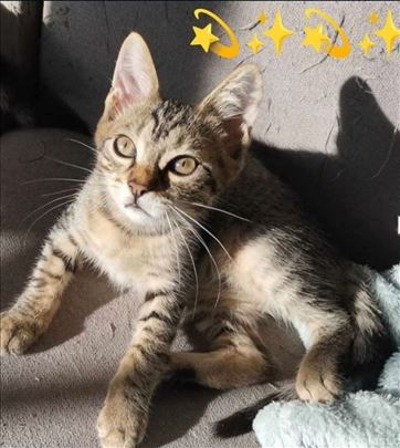 Tina, predivno mace od 3 meseca trazi dom