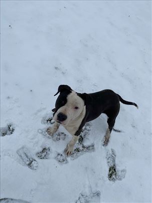 Američki stafordski terijer parenje