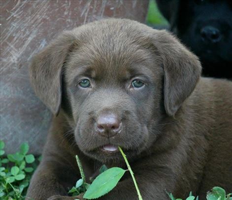 Labrador retriver, štene i muzjaci za parenje