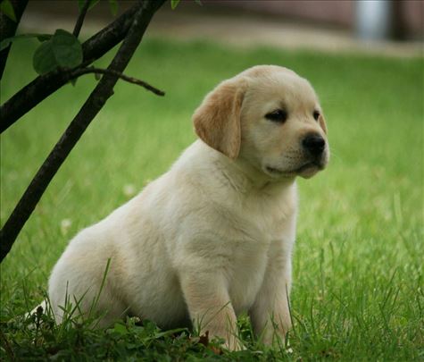 Labrador retriver, štene i muzjaci za parenje